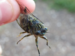 Amphipsalta cingulata