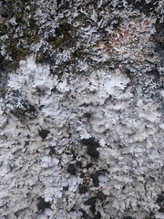 Ricasolia amplissima