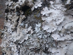 Ricasolia amplissima