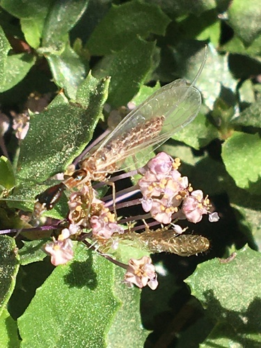 iNaturalist observation photo of Snakeflies
