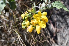 Senna holwayana
