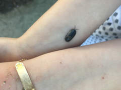 Armadillidium vulgare