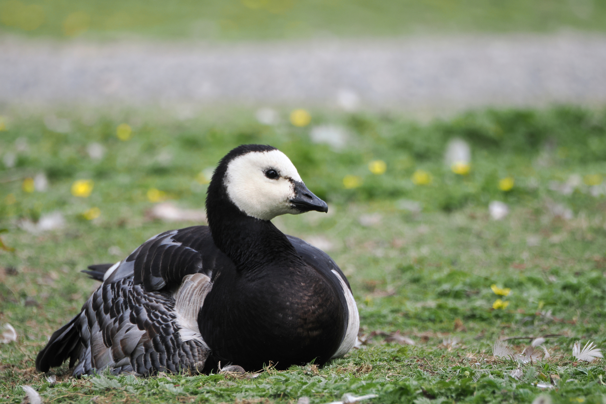 Barnacle Goose