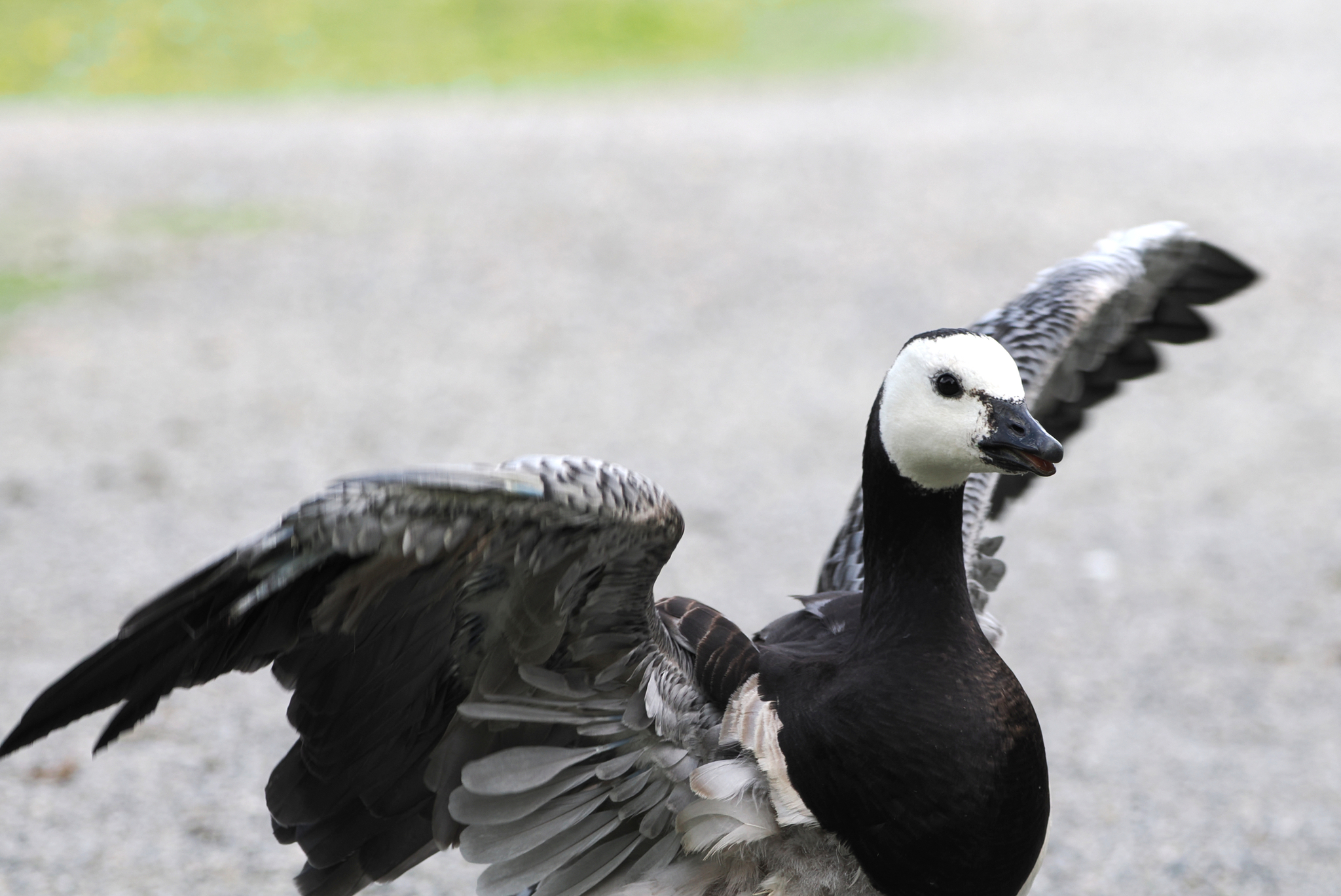 Barnacle Goose