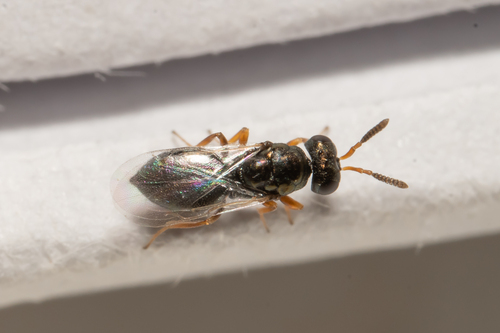 Blowfly Chalcid Wasp photo 2