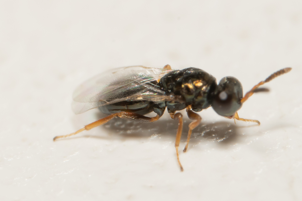 Parasitoid wasp