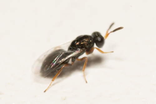 Blowfly Chalcid Wasp photo 3