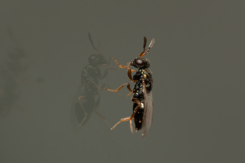 Blowfly Chalcid Wasp photo 4