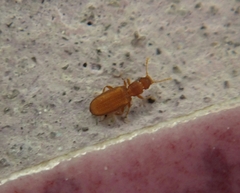 Dienerella costulata