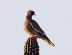 Patagioenas corensis