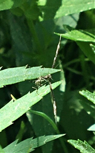 iNaturalist observation photo of Geranium Plume Moth