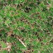 Micraira subulifolia - Photo (c) coenobita, some rights reserved (CC BY), uploaded by coenobita