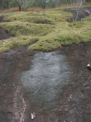 Micraira subulifolia