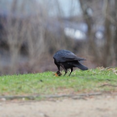 Corvus corone