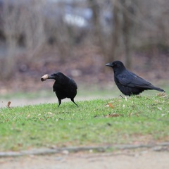Corvus corone