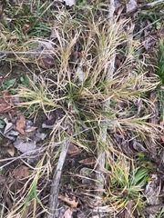 Carex muskingumensis