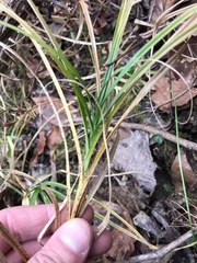 Carex muskingumensis