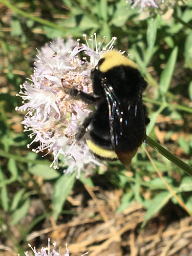 iNaturalist observation photo of Yellow-faced Bumble Bee