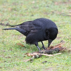 Corvus corone