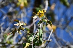 Stigmaphyllon selerianum