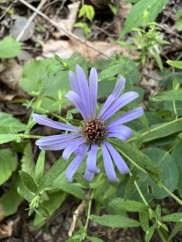 Symphyotrichum oblongifolium