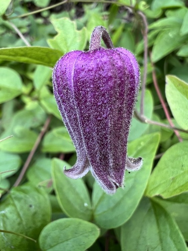 Ocoee Leatherflower (Clematis vinacea)