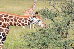 Giraffa camelopardalis rothschildi
