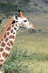 Giraffa camelopardalis rothschildi