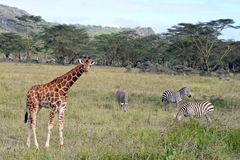 Giraffa camelopardalis rothschildi