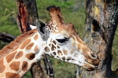 Giraffa camelopardalis rothschildi