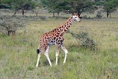 Giraffa camelopardalis rothschildi