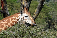 Giraffa camelopardalis rothschildi