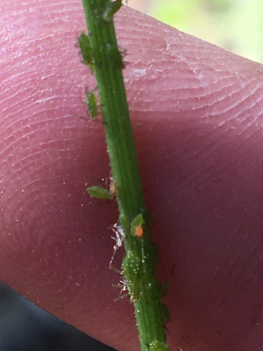 iNaturalist observation photo of Aphids