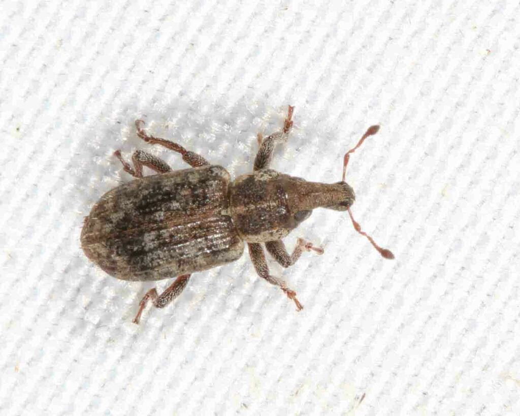 Listronotus porcellus