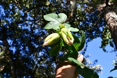Passiflora alata × caerulea