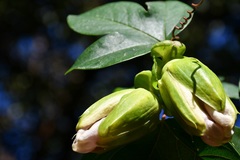 Passiflora alata × caerulea