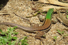 Ameiva atrigularis