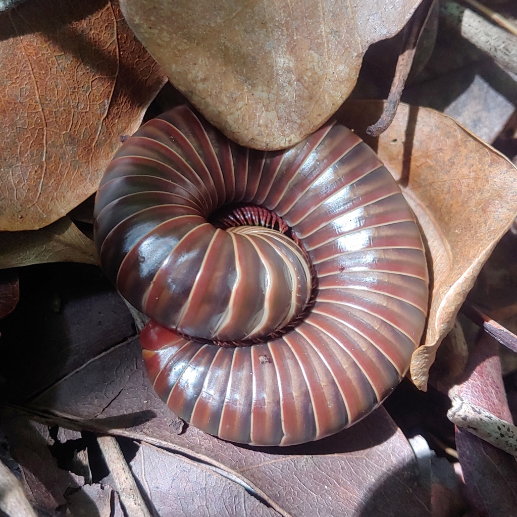 Puerto Rican giant millipede