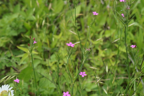 Dianthus armeria