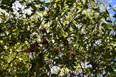 Zanthoxylum arborescens