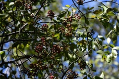 Zanthoxylum arborescens