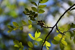 Zanthoxylum arborescens