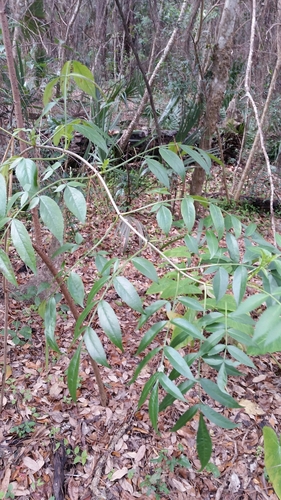 Adoxaceae image