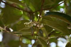 Styrax argenteus