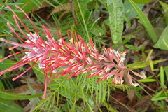 Grevillea dryandri