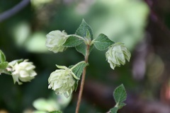 Lippia bracteosa