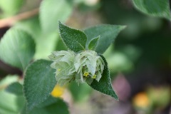 Lippia bracteosa
