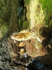 Rigidoporus