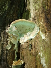 Rigidoporus