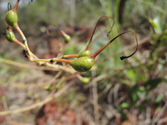 Grevillea dryandri